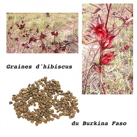 Semi Hibiscus Bissap Burkina Karkadét