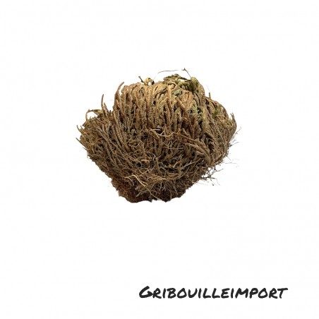 Desert Rose of Jericho-Pflanze für die Liebe.
