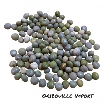 Graines Naturelles Jeu Awalé Pions Afrique Mancala Alé