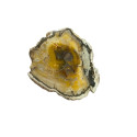 Collectible slice of fossilized wood.