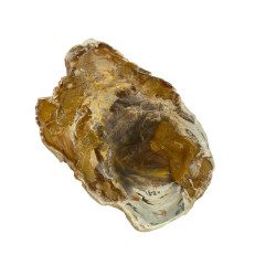 Polished Silicified Fossilized Wood Slice