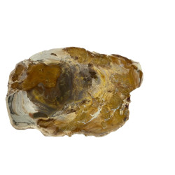 Fetta da collezione, levigata, di legno fossilizzato.